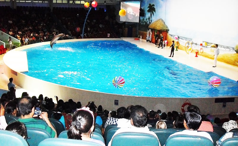 Indoor-Veranstaltung mit Delphin- und Robbenshows