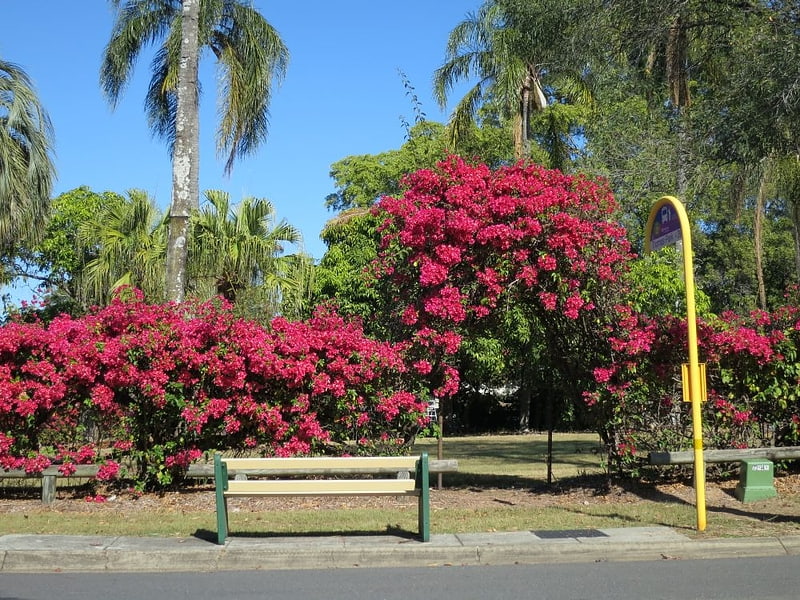 Park in Indooroopilly, Australia