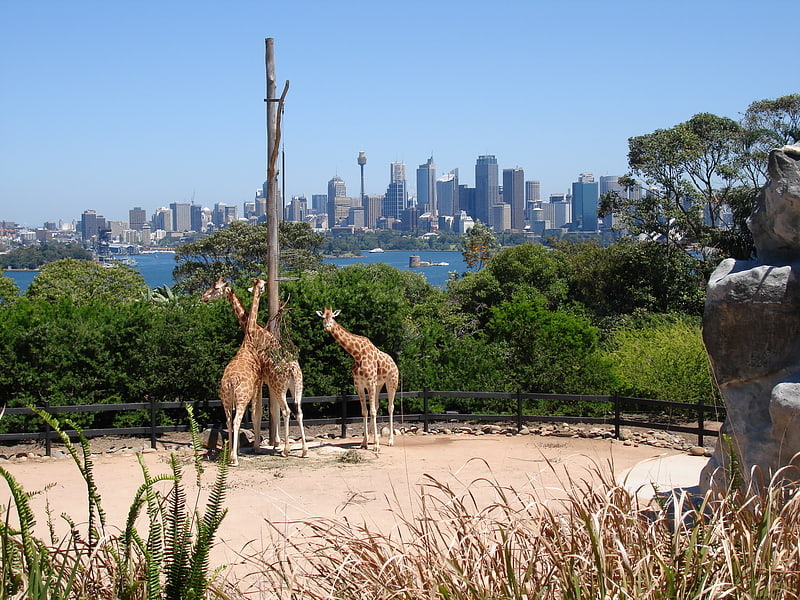 Zoo in Mosman, Australien
