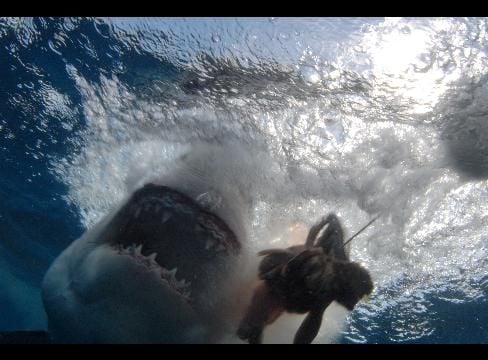 Rodney Fox Shark Experience