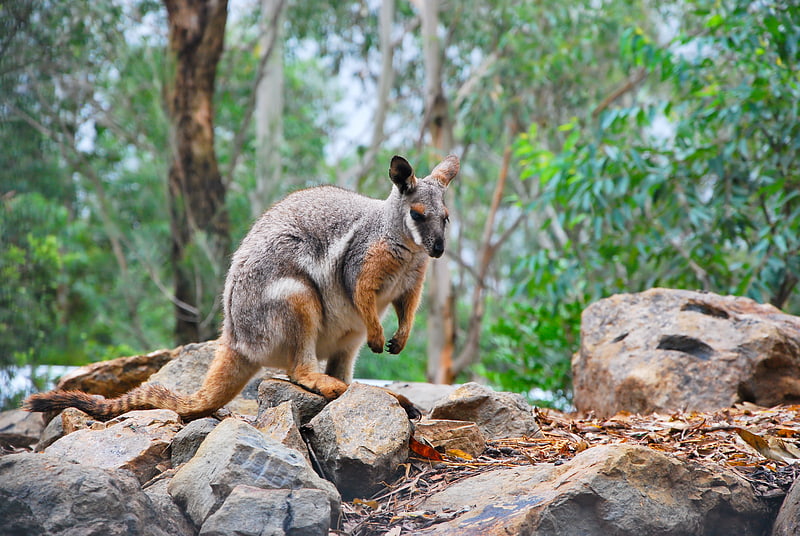 Zoo in Doonside, Australia