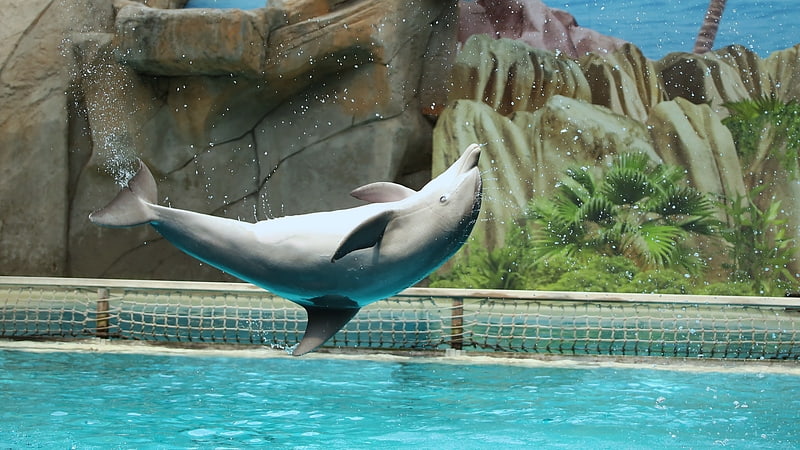 Parque temático del viejo mundo con espectáculos de delfines