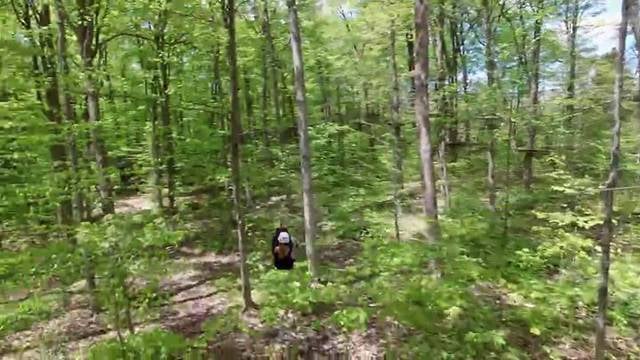 Treetop Trekking