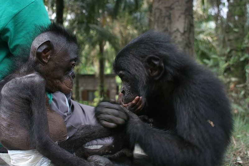 Animal park in Kinshasa, Democratic Republic of the Congo
