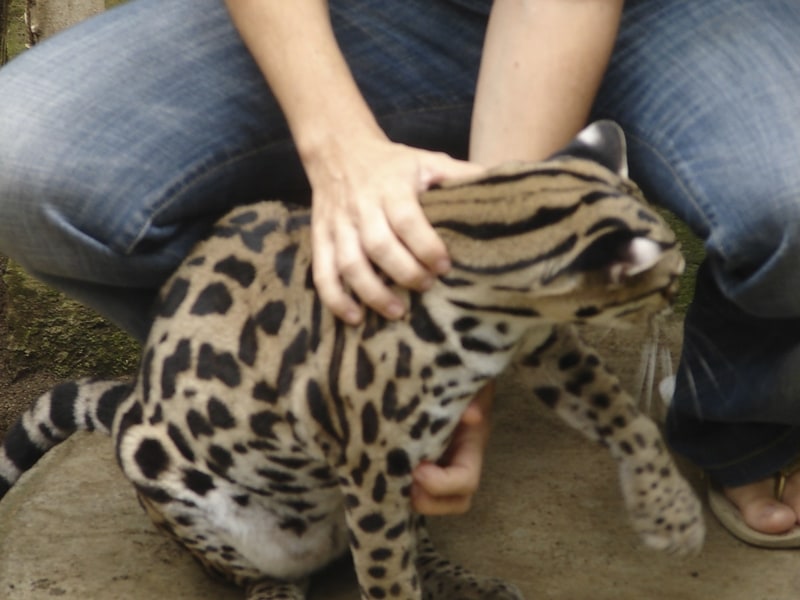 Servicio de rehabilitación de la fauna en Costa Rica