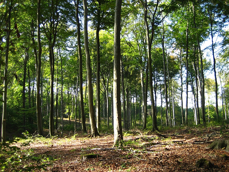 Park Krajobrazowy Düben Heath
