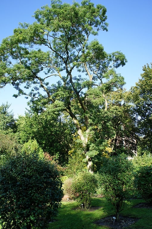 Garten in Duisburg, Nordrhein-Westfalen