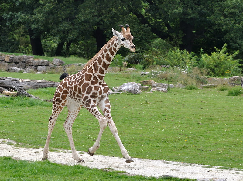 Zoo in Kronberg im Taunus, Germany
