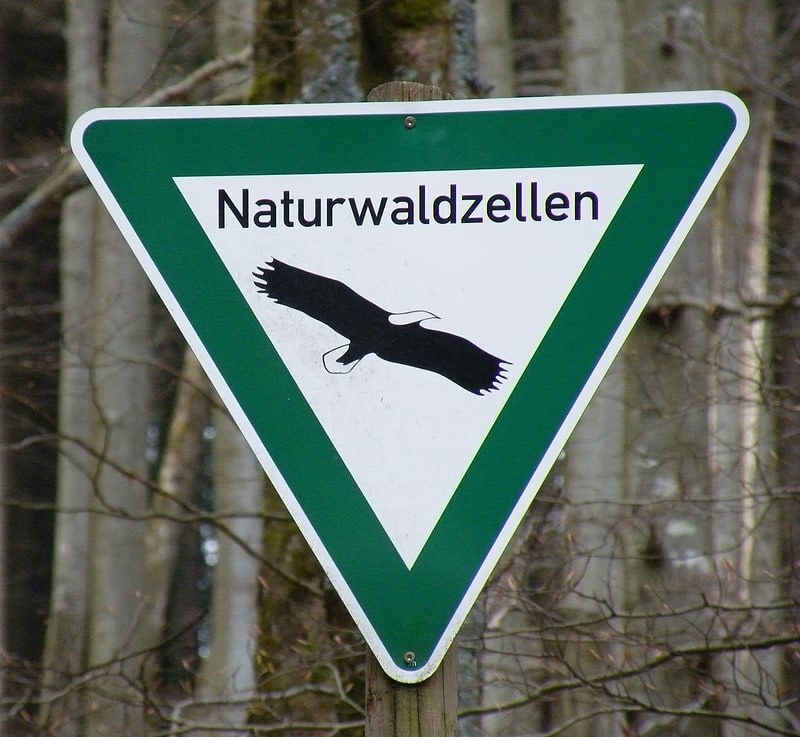 Naturwaldreservat Springenkopf