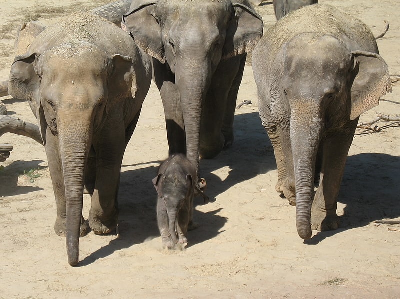 Zoológico con parque de elefantes y casa de la selva