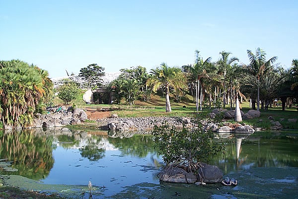 Jardín botánico dedicado a las palmeras