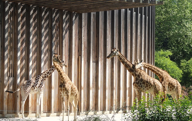 Zoo à Lyon, France