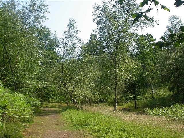 Rodborough Common