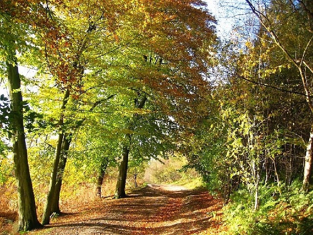 Woodland in England