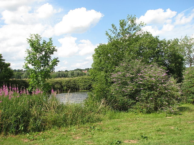 Whitlingham Marsh