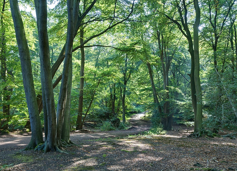 Ancient woodland with lakes and ponds