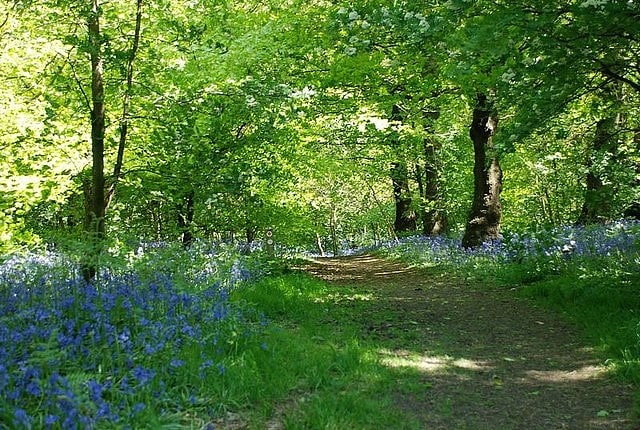 Nature preserve in Brierley Hill, England