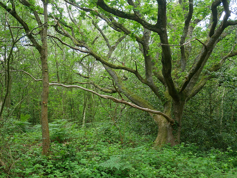 Withybed Wood