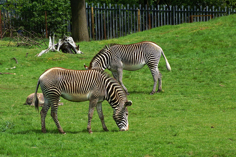 Parc zoologique à Édimbourg, Écosse