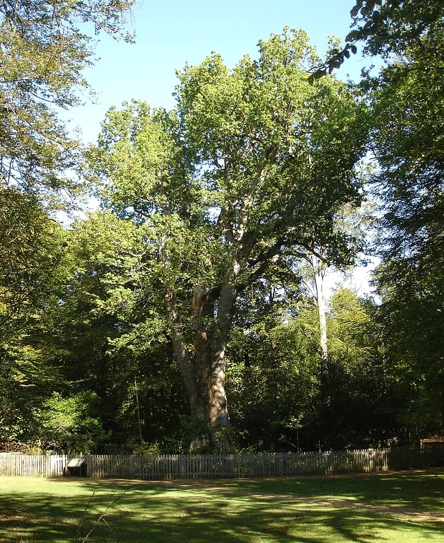 Knightwood Oak