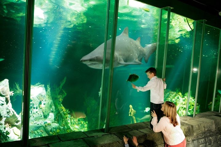 Oceanworld Aquarium Dingle