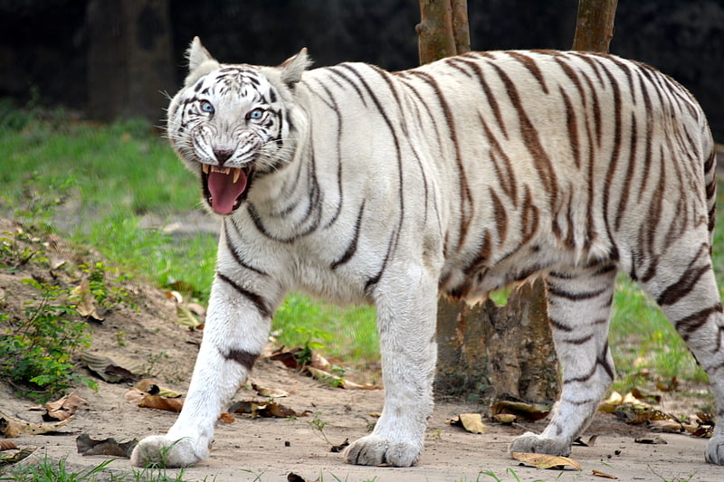 Zoologischer Garten in Kalkutta, Indien