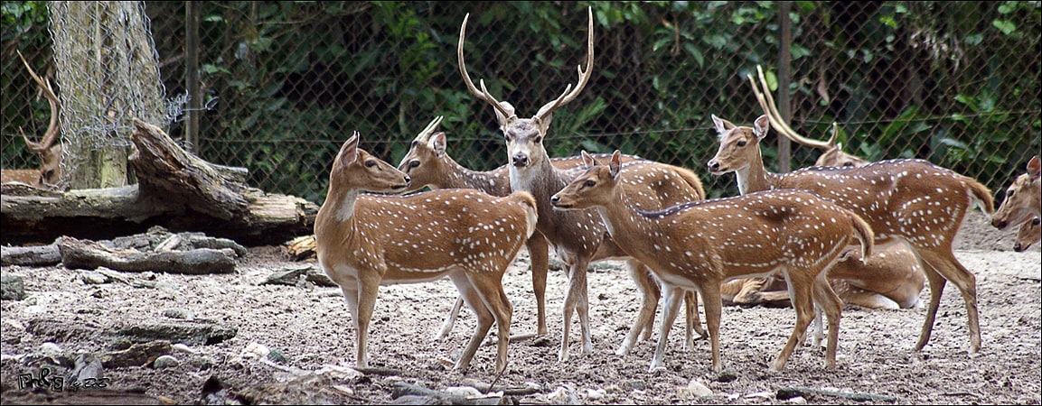 Wildlife park in Hisar, India