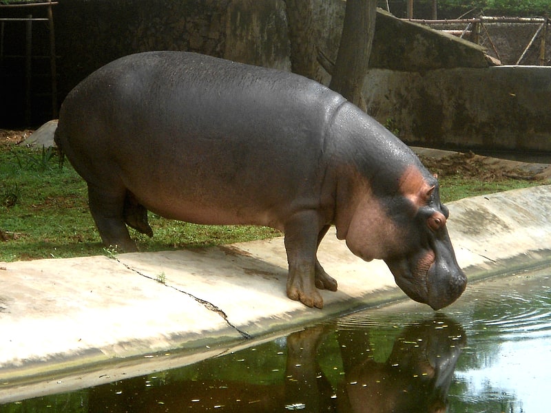 Zoo in Visakhapatnam, Indien
