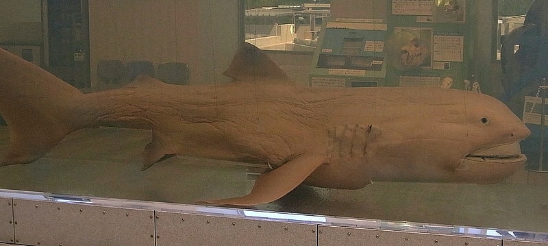 Aquarium in Fukuoka, Japan