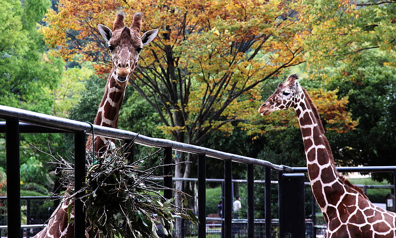Zoo in Hiroshima, Japan