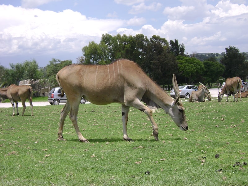 Safari park in Mexico