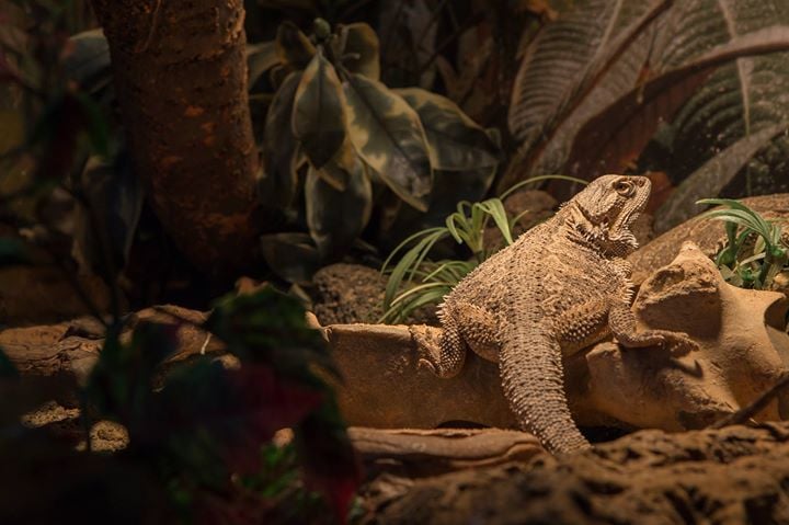 Reptile Zoo Iguana
