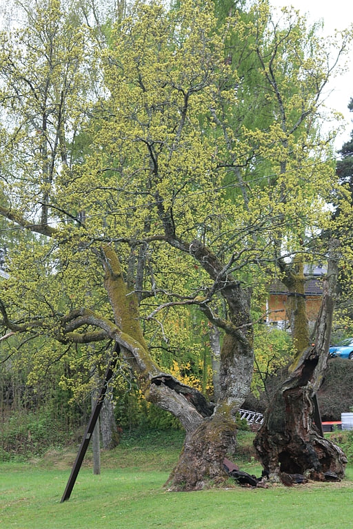 Tordenskiold Oak