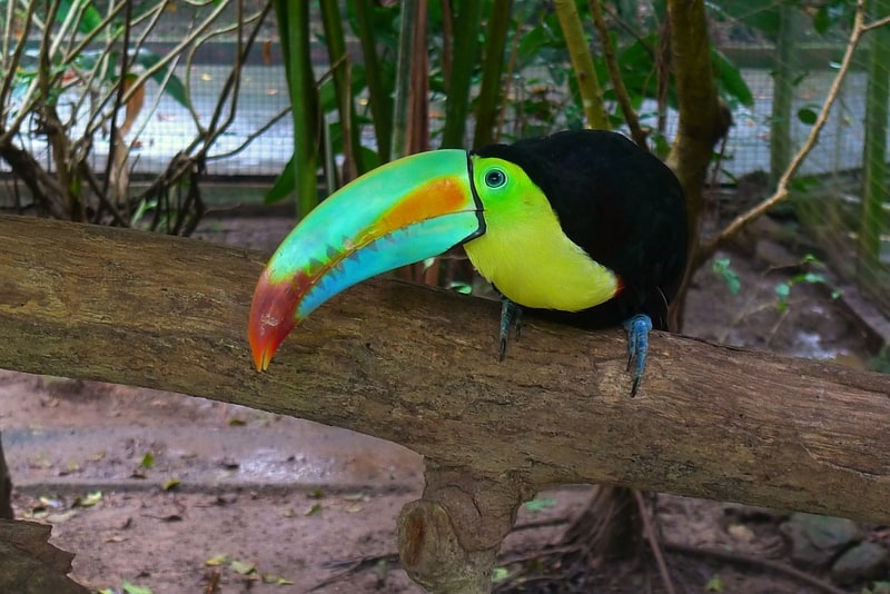 Zoo in Panama