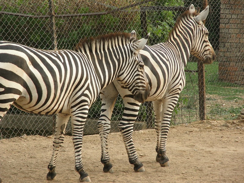 Zoológico en Islamabad, Pakistán