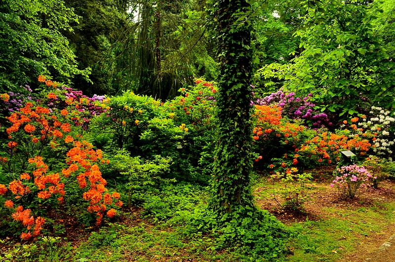 Arboretum