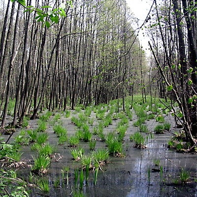 Bosque de Kampinos