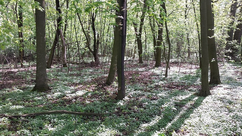 Rezerwat Łęg na Kępie w Puławach