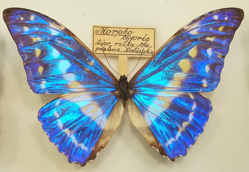 Muzeum Motyli Arthropoda