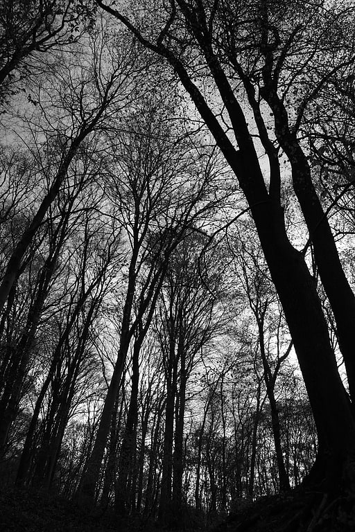 Breite Oak Tree Reserve