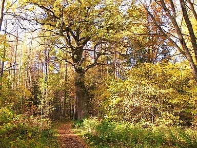 Nature preserve in Linköping, Sweden