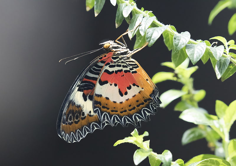 Konya Tropical Butterfly Garden