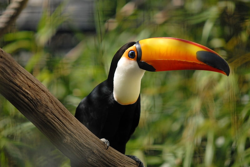 Zoo in Port of Spain, Trinidad und Tobago