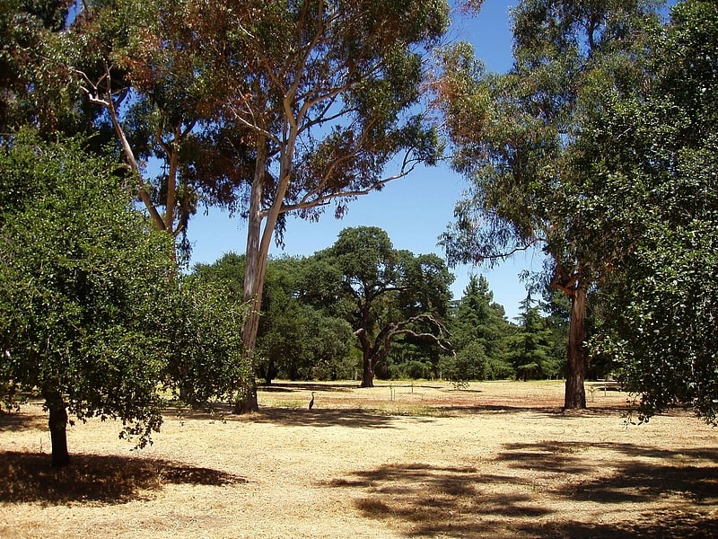 Arboreto en Stanford, California