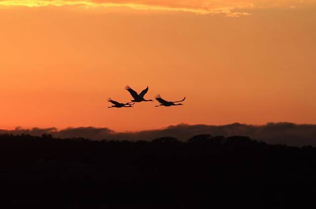 Aransas Bay Birding Charters