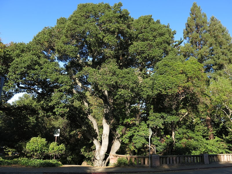 Park in Berkeley, California