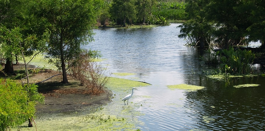 Wetland in Palm Beach County, Florida