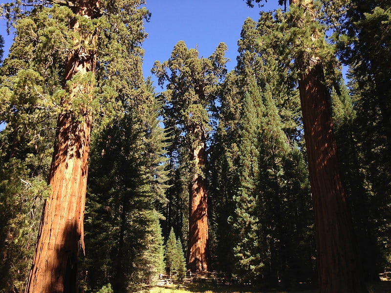 L'attraction principale du parc national de Sequoia