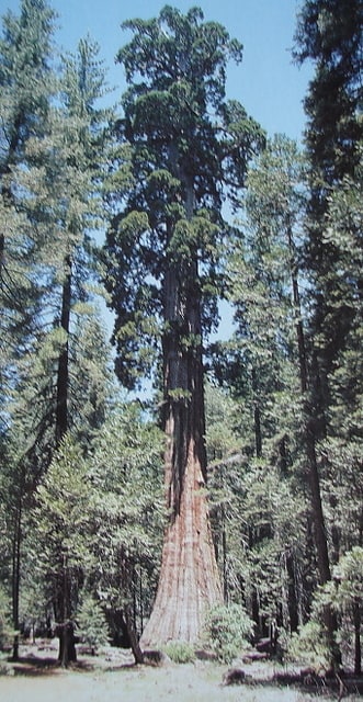 Campground in Madera County, California