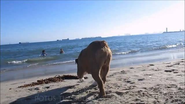 Rosie's Dog Beach